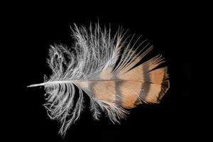 Macro shot of a brown and white eagle owl feather