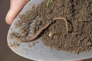 An earthworm crawls on a scoop of soil photo