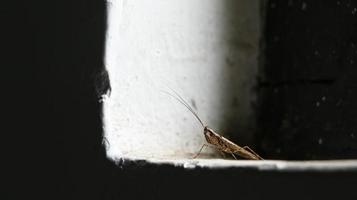 insecto en las ventanas de la casa foto