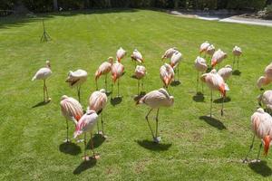 Pink flamingos at the zoo on the island of Tenerife. photo