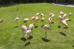 Pink flamingos at the zoo on the island of Tenerife. photo