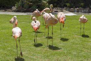 Pink flamingos at the zoo on the island of Tenerife. photo