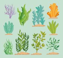 set of seaweed plants vector