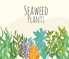 poster of seaweed plants vector