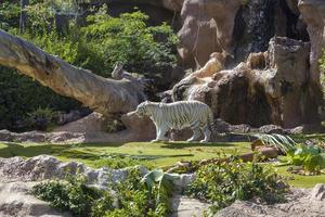 White tiger at the zoo on the island of Tenerife. photo