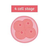 fertilization four cell stage vector