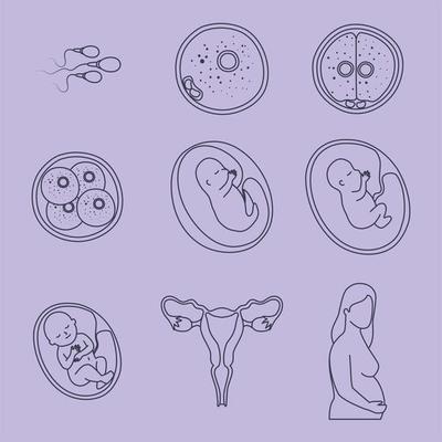 embryo development designs 5262544 Vector Art at Vecteezy