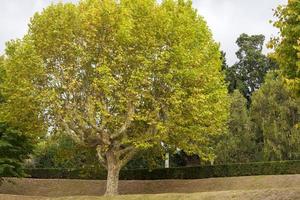 Maple in autumn with yellow leaves in the city Park. photo