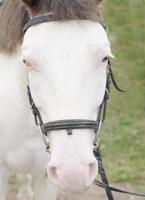 Portret of white horse, closeup. photo