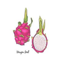 pitaya dibujada a mano aislada sobre fondo blanco. Ilustración de vector de boceto de fruta de dragón.