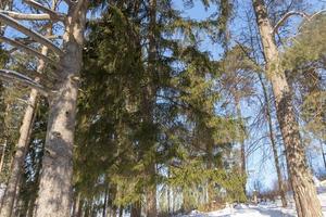 Snow-covered tree branches with a blue Sunny sky. photo