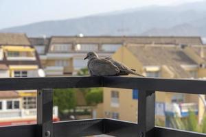 Dove portrait photo sitting on the ledge of the terrace.