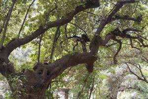 árboles ramificados en el parque de la ciudad en un día de verano. foto