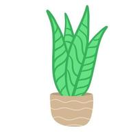 Potted plant. Homemade Green leaves of houseplant. Gardening and botany. Brown pot and House decoration. Flat illustration vector