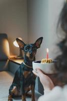 Happy young girl giving homemade cake to her dog, indoors