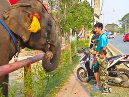ayutthaya tailandia 28 de febrero de 2019 ayutthaya elefante palacio royal kraal padre e hijo están alimentando plátanos que son plátanos. en ayutthaya tailandia 28 de febrero de 2019.