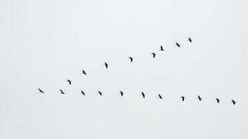 Migration of a group of gooses. Flying together photo