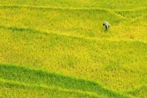 Beautiful aerial view of rice field and a unrecognizable person working on it. Vietnam photo