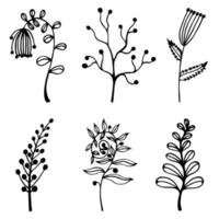 Flowers, wild herbs vector set. Hand-drawn botanical elements isolated on white background. Branches with leaves, plants with berries. Silhouettes of the grass. Flora sketch. Inflorescence outline.