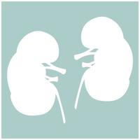 Kidney the white color icon vector