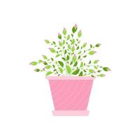 bush pink rose with unblown buds in a flower pot. Design element for postcards, stickers, flower delivery advertising in pots. Vector illustration