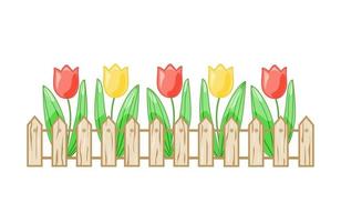 Colorful tulips in a flower bed behind a fence on a white isolated background. Vector. vector