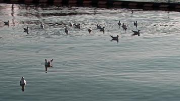 gaivotas nadando e descansando no mar