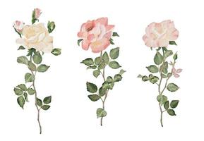 watercolor blooming rose branch flower bouquet collection vector