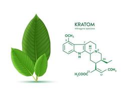 Fresh green Kratom leaf Mitragyna speciosa Chemical Structure of Speciogynine. Plant herbal alternative, narcotics, painkiller. Medical concept. Realistic 3D vector. Isolated on white background. vector