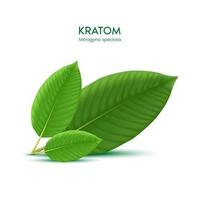 Fresh green Kratom leaf Mitragyna speciosa Plant herbal alternative, narcotics, painkiller. Medical concept. Realistic 3D vector. Isolated on white background. vector