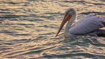 Pelican Floating in the Sea Footage. video