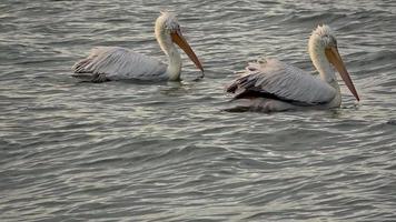 Pelican Floating in the Sea Footage. video