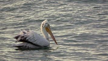 pelikaan drijvend in de zee beelden. video