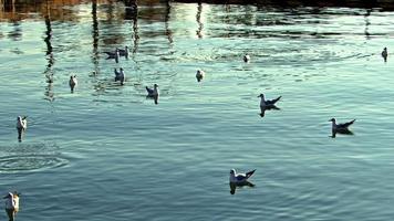 gaivotas nadando e descansando no mar