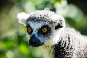 Ring tailed lemur photo
