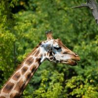 Giraffe in the zoo photo