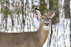 winter in Manitoba - deer in the yard photo