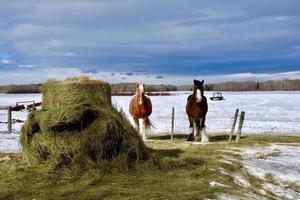 invierno en manitoba - dos caballos parados junto a un montón de heno foto