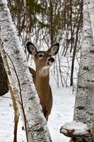 winter in Manitoba - a deer in the birch trees photo