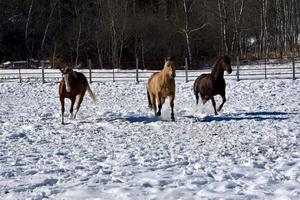 invierno en manitoba - tres caballos galopando en la nieve foto