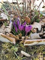 Spring background with blooming purple crocuses in early spring. Autumn old leaves.Crocus Iridaceae iris family , banner image.