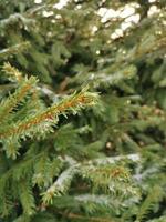 Background from green Fir tree branch. Fluffy young branch Fir tree with raindrops, close up.branches