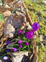 Spring background with blooming purple crocuses in early spring. Autumn old leaves.Crocus Iridaceae iris family , banner image. photo
