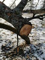 Cut down old branches on trees in the spring against the background of snow photo