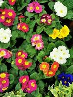 Beautiful of spring primroses flowers primula polyanthus or Perennial primrose with green leaves under sunlight in the garden on blurred natural background at spring or summer season. Nature concept. photo