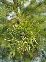 Green pine branch in close-up against the background of melted snow. photo