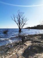 The tree is in the water.The lake flooded the Bank with a tree.The lake in the spring. Sandy beach. photo
