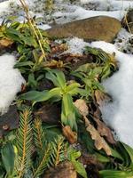 Melted snow in the spring with brown leaves, spring in March.Green grass under the snow.Melting snow.The first greens and flowers.Spring.Christmas tree photo