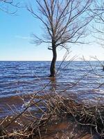 The tree is in the water.The lake flooded the Bank with a tree.The lake in the spring. Sandy beach. photo