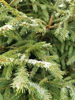 Background from green Fir tree branch. Fluffy young branch Fir tree with raindrops, close up.branches